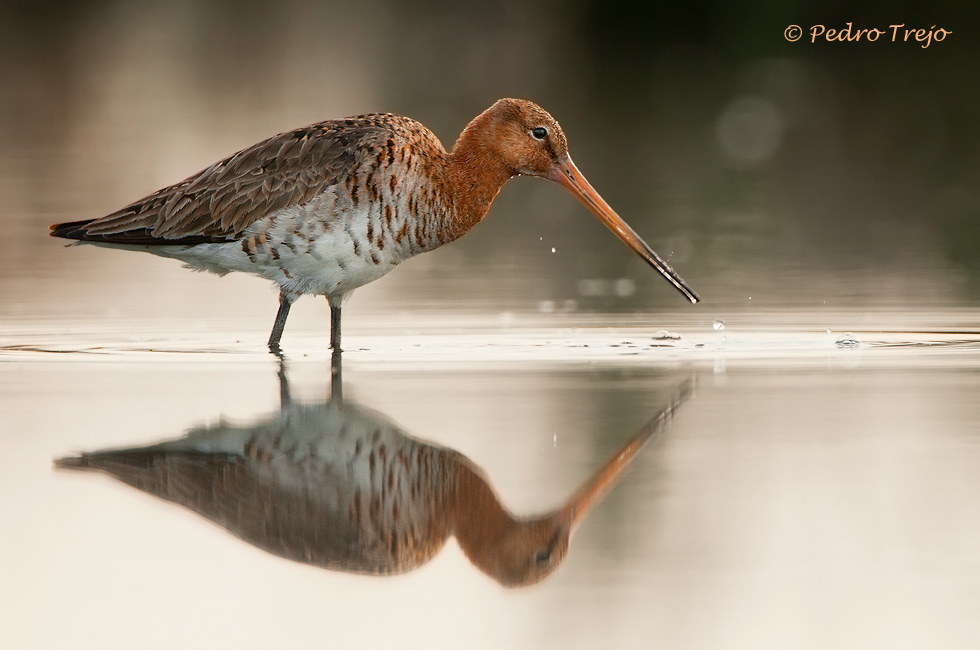 Aguja colinegra (Limosa limosa)